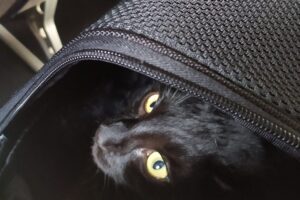 Gato negro dentro de su bolso de transporte bajo el asiento, listo para viajar con mascotas en avión