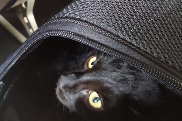 Gato negro dentro de su bolso de transporte bajo el asiento, listo para viajar con mascotas en avión