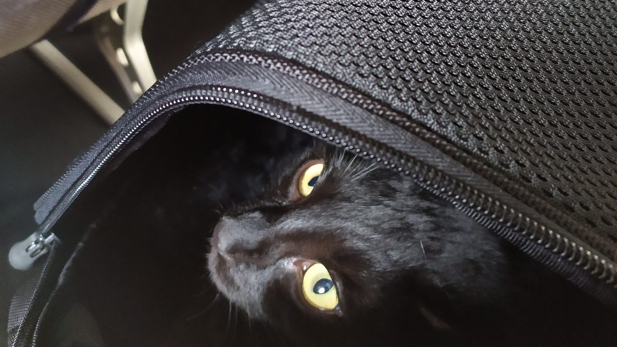 Gato negro dentro de su bolso de transporte bajo el asiento, listo para viajar con mascotas en avión